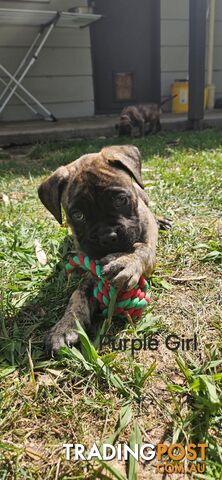 Bull Mastiff x Boxer puppies