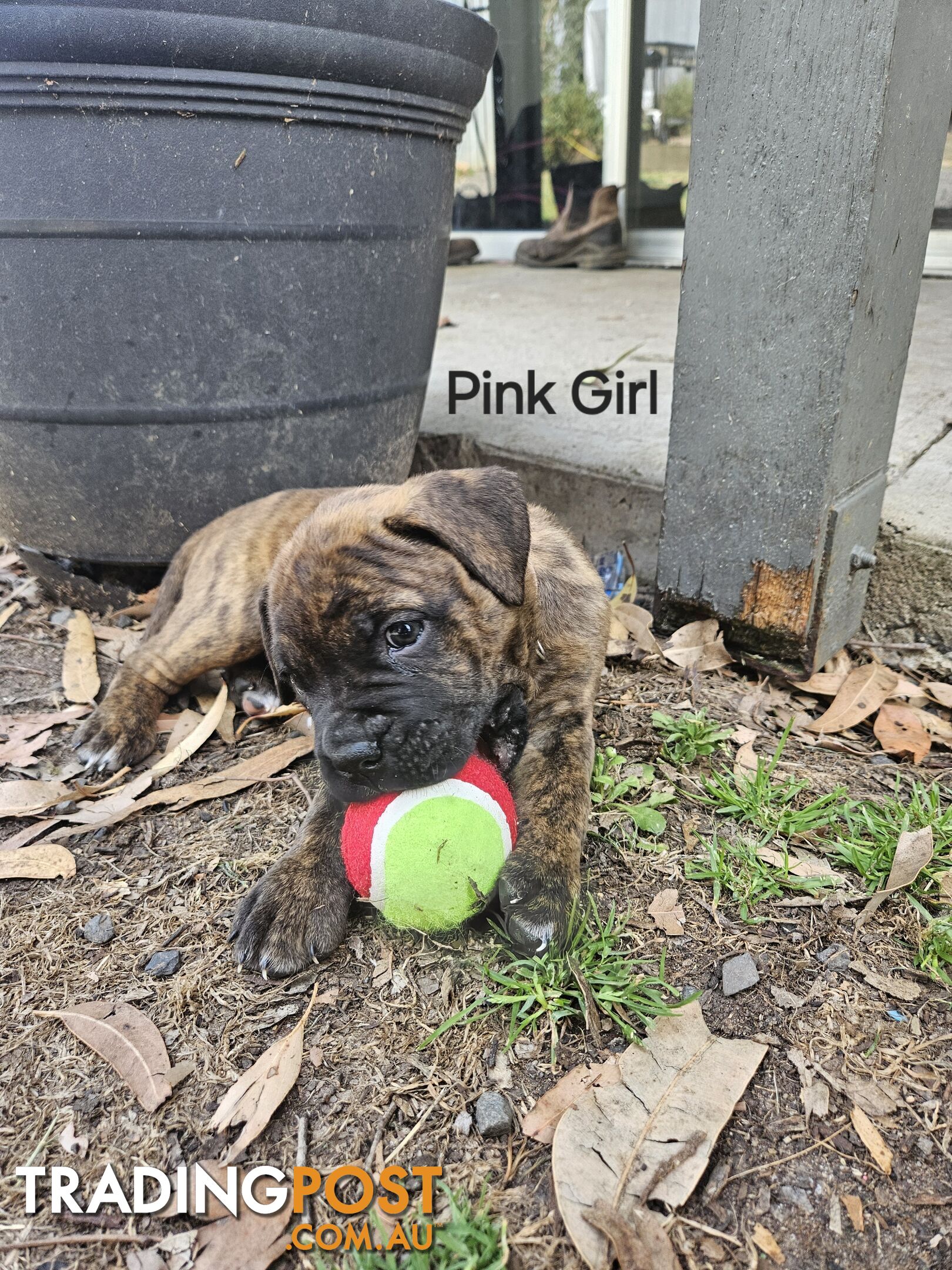 Bull Mastiff x Boxer puppies