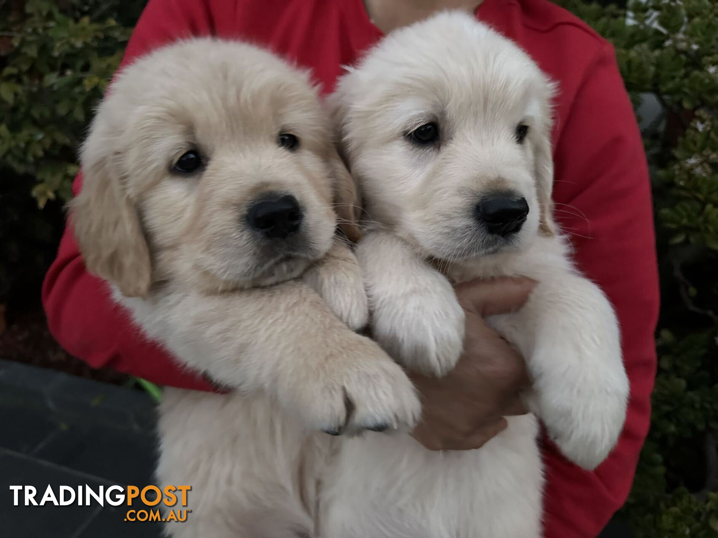 Golden Retrievers（Super good-looking !)