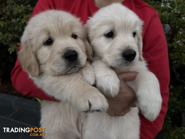 Golden Retrievers（Super good-looking !)