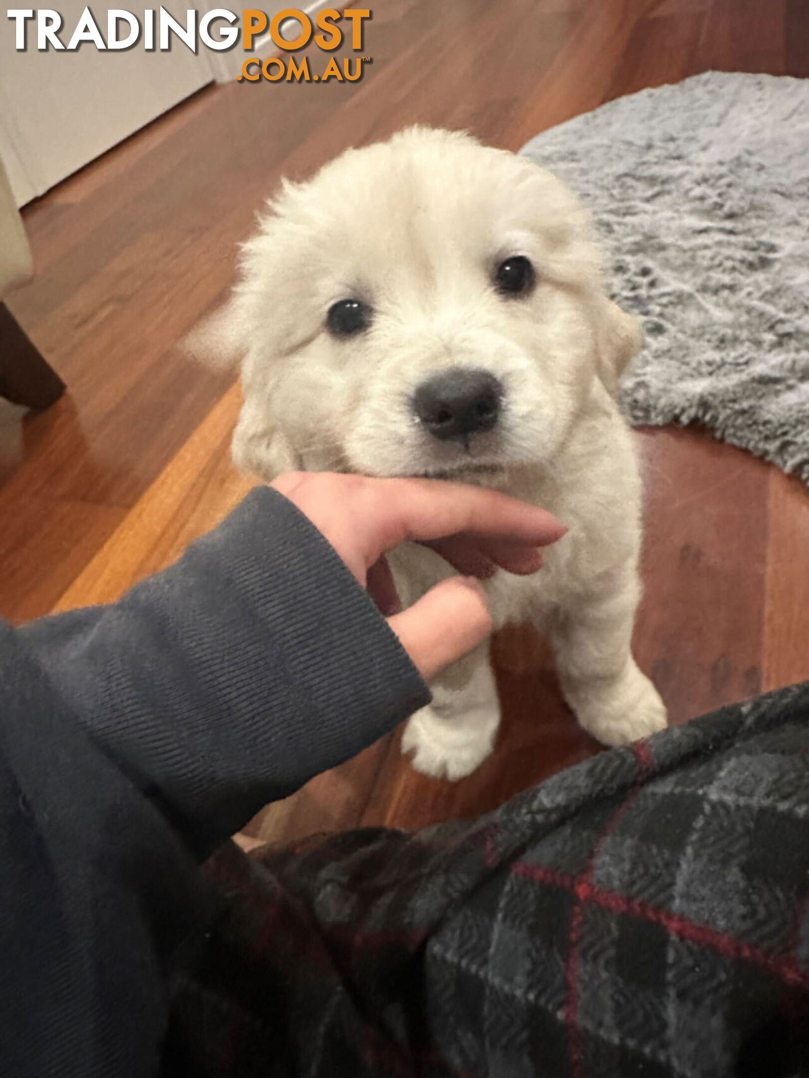 Golden Retrievers（Super good-looking !)