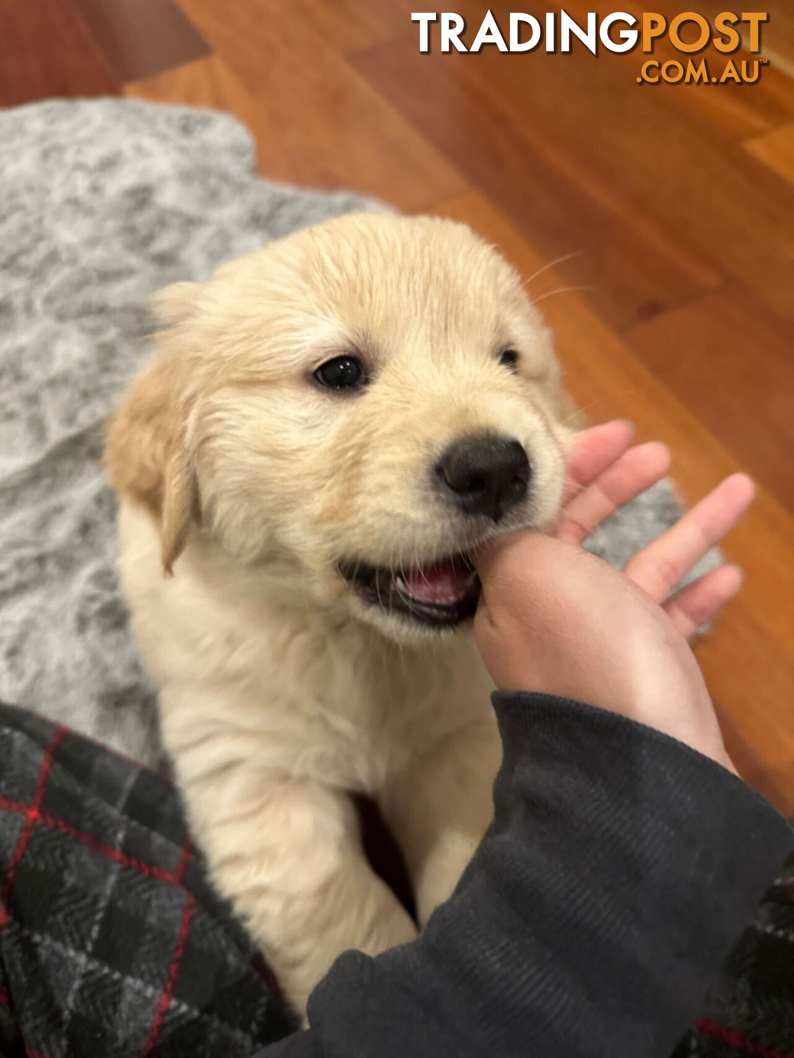 Golden Retrievers（Super good-looking !)