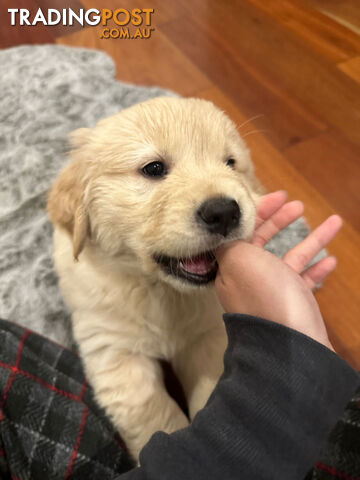 Golden Retrievers（Super good-looking !)