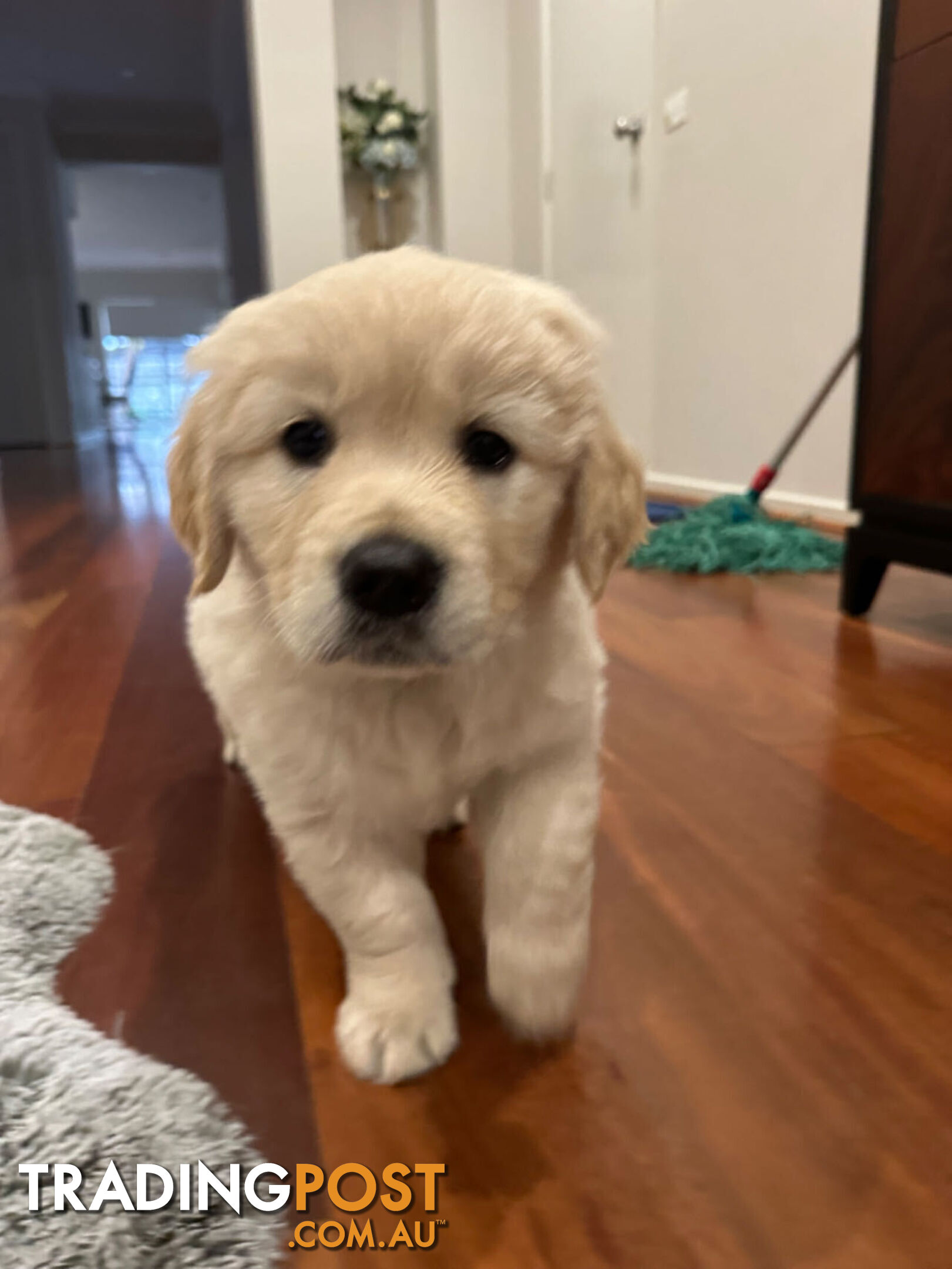 Golden Retrievers（Super good-looking !)