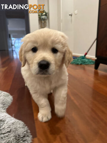 Golden Retrievers（Super good-looking !)