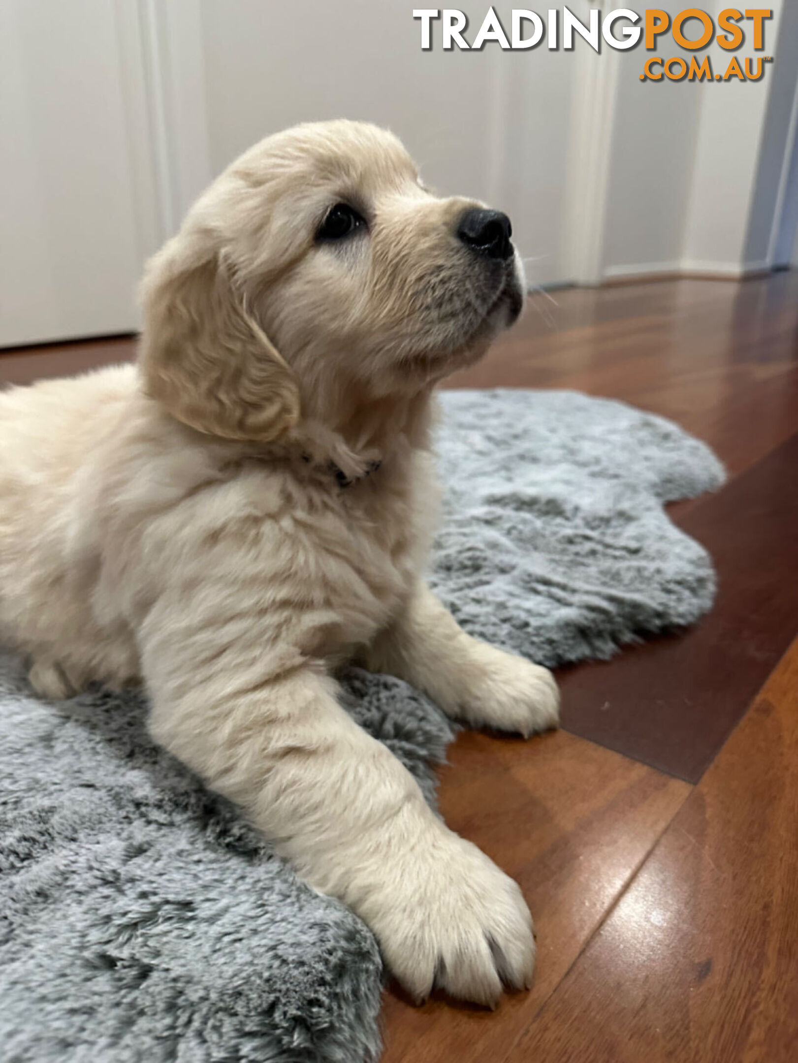 Golden Retrievers（Super good-looking !)