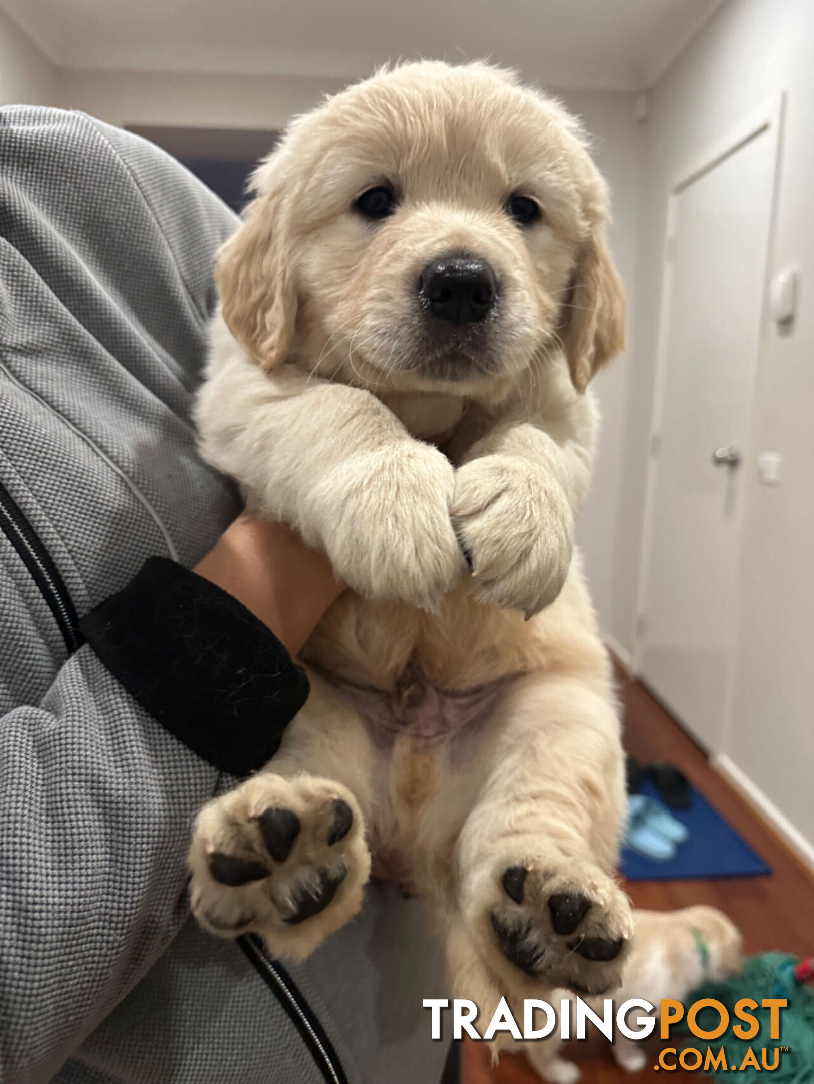 Golden Retrievers（Super good-looking !)