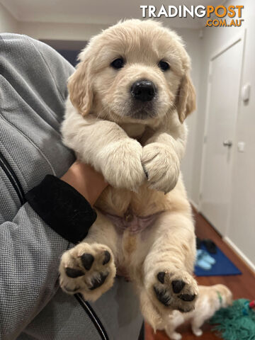 Golden Retrievers（Super good-looking !)