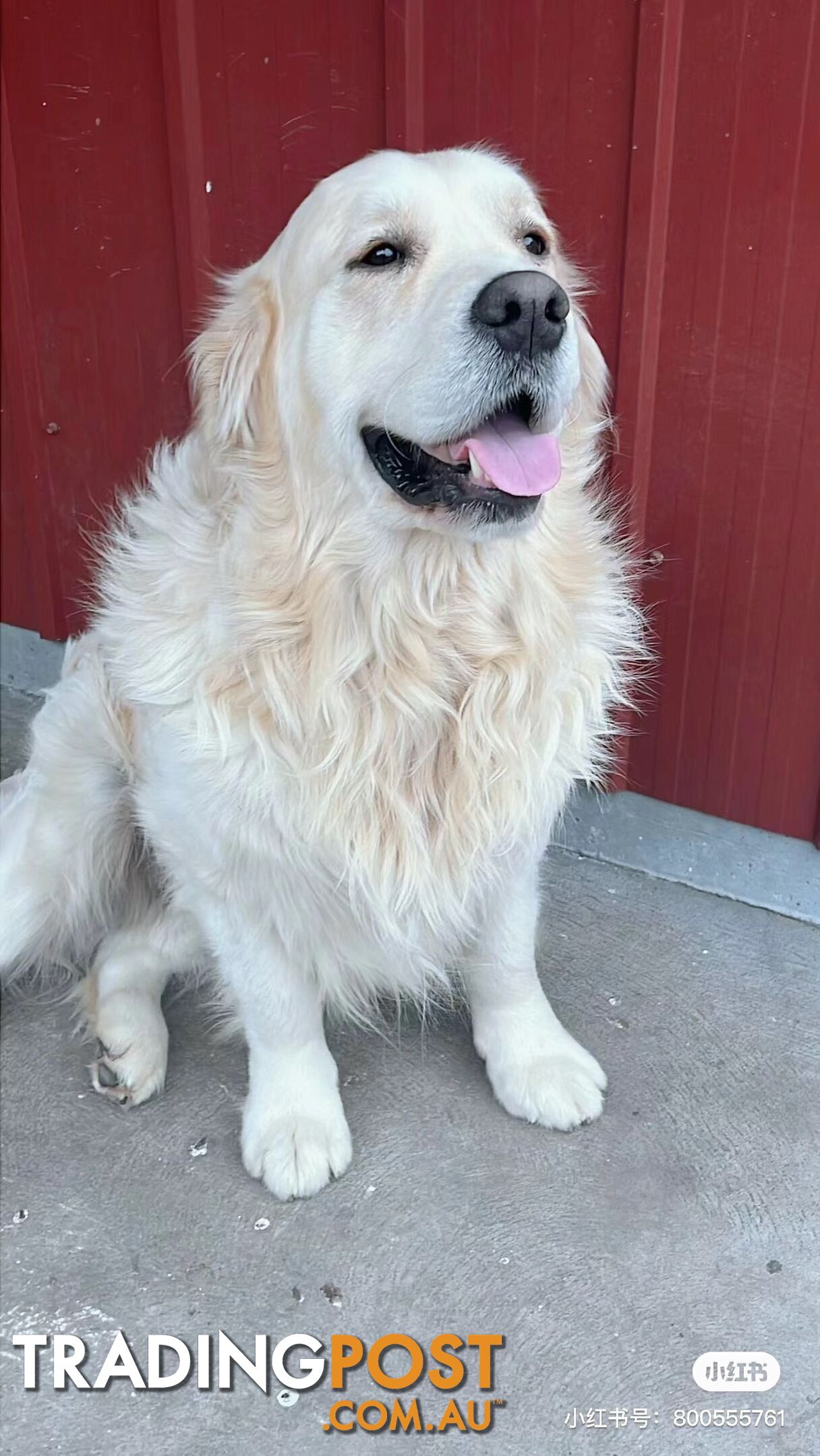 Golden Retrievers（Super good-looking !)