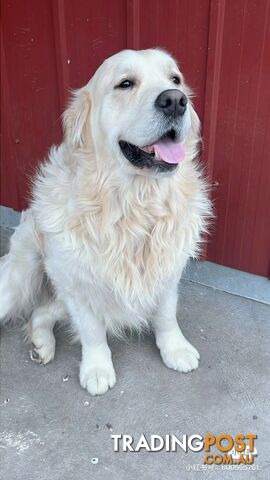 Golden Retrievers（Super good-looking !)