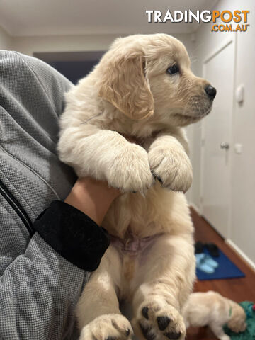 Golden Retrievers（Super good-looking !)