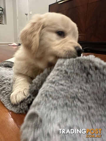 Golden Retrievers（Super good-looking !)