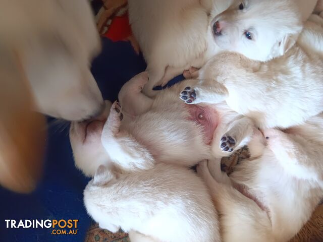 8 beautiful Purebred Shepski pups waiting for their new home.