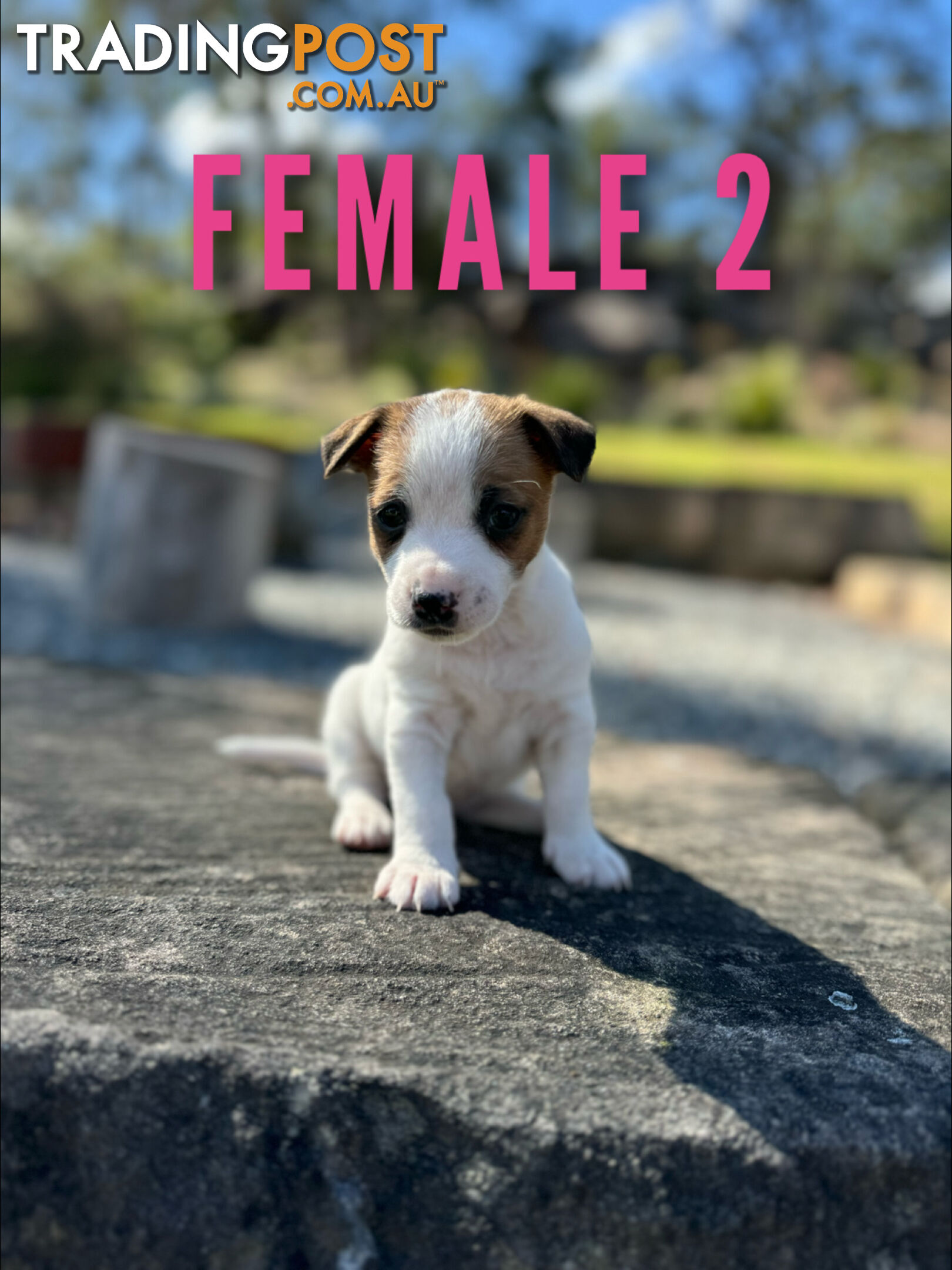 BEUTIFUL PURE BRED JACK RUSSELL PUPPIES