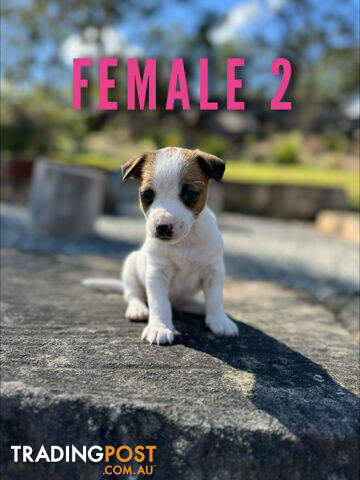 BEUTIFUL PURE BRED JACK RUSSELL PUPPIES