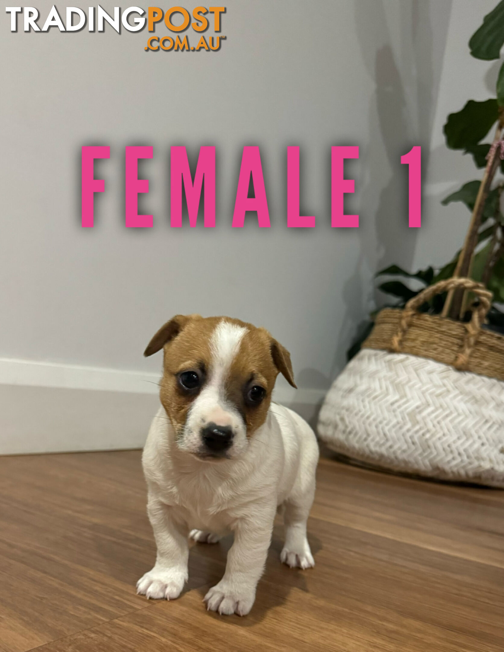 BEUTIFUL PURE BRED JACK RUSSELL PUPPIES