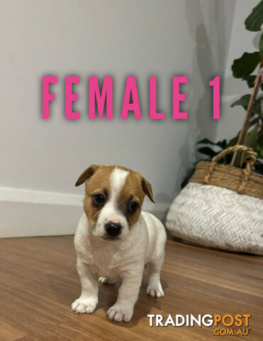 BEUTIFUL PURE BRED JACK RUSSELL PUPPIES