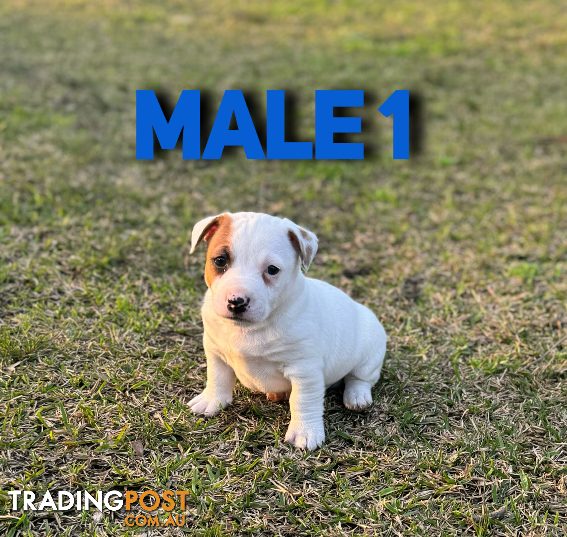 BEUTIFUL PURE BRED JACK RUSSELL PUPPIES