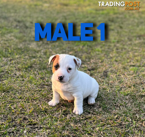 BEUTIFUL PURE BRED JACK RUSSELL PUPPIES