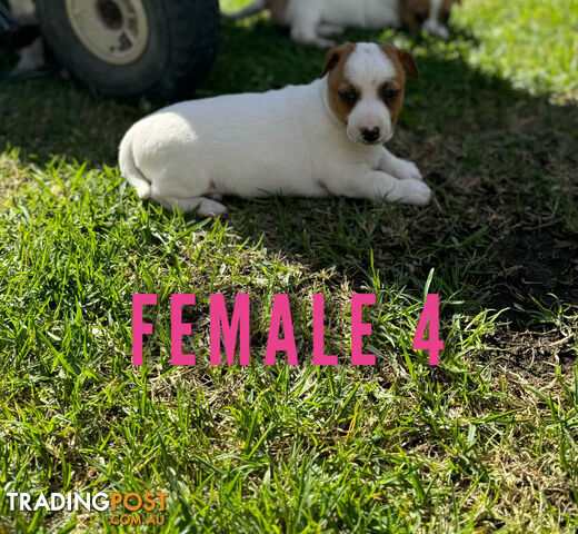 BEUTIFUL PURE BRED JACK RUSSELL PUPPIES