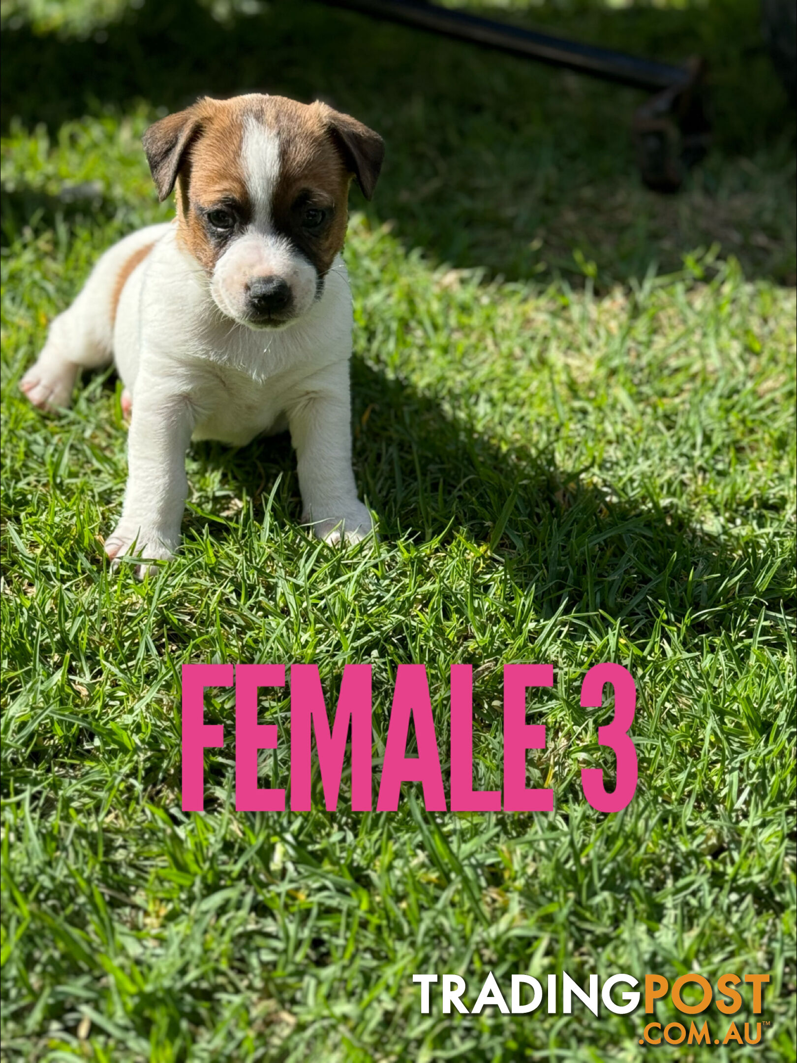 BEUTIFUL PURE BRED JACK RUSSELL PUPPIES