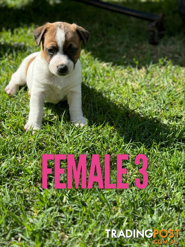 BEUTIFUL PURE BRED JACK RUSSELL PUPPIES