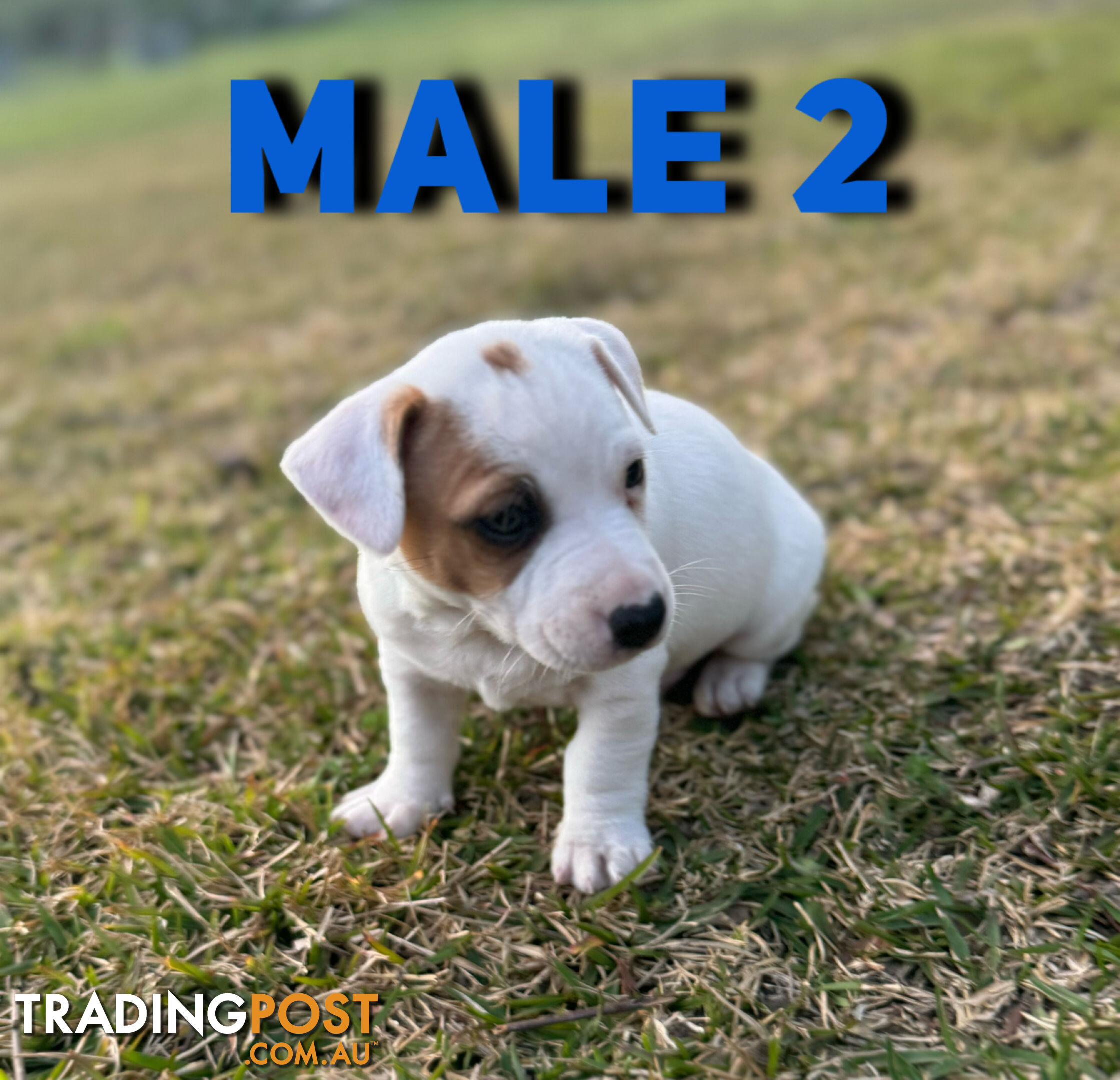 BEUTIFUL PURE BRED JACK RUSSELL PUPPIES