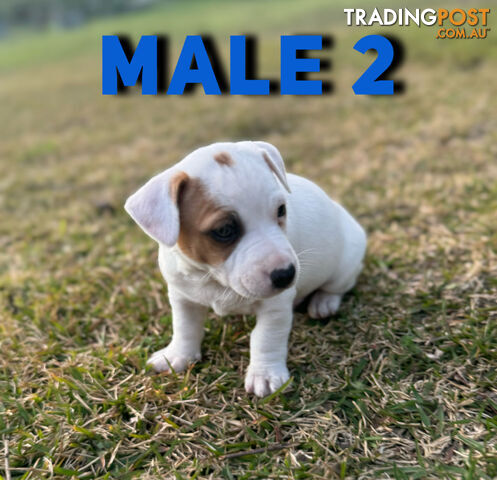 BEUTIFUL PURE BRED JACK RUSSELL PUPPIES