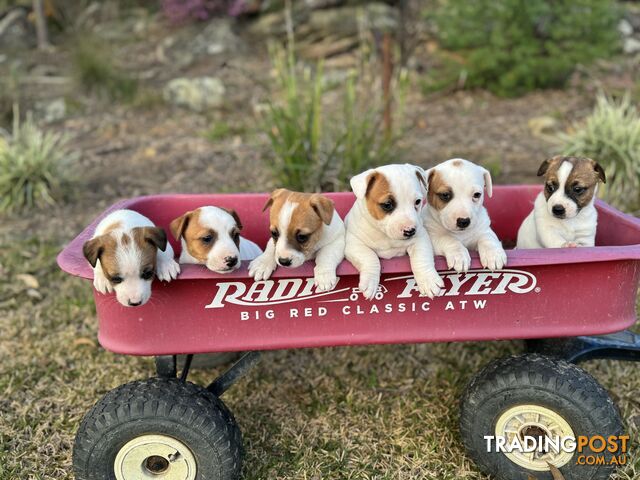 BEUTIFUL PURE BRED JACK RUSSELL PUPPIES