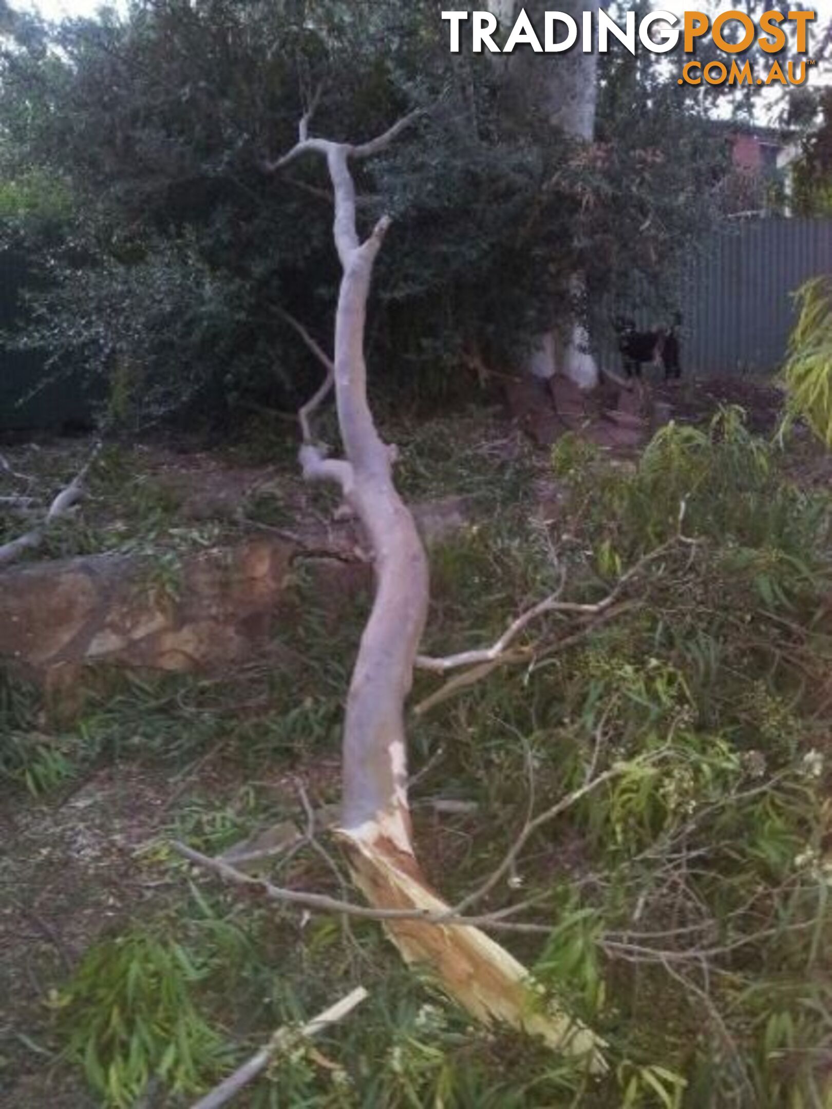 Wanted: Wanted free firewood or dead gumtrees will cut down