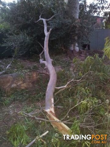 Wanted: Wanted free firewood or dead gumtrees will cut down