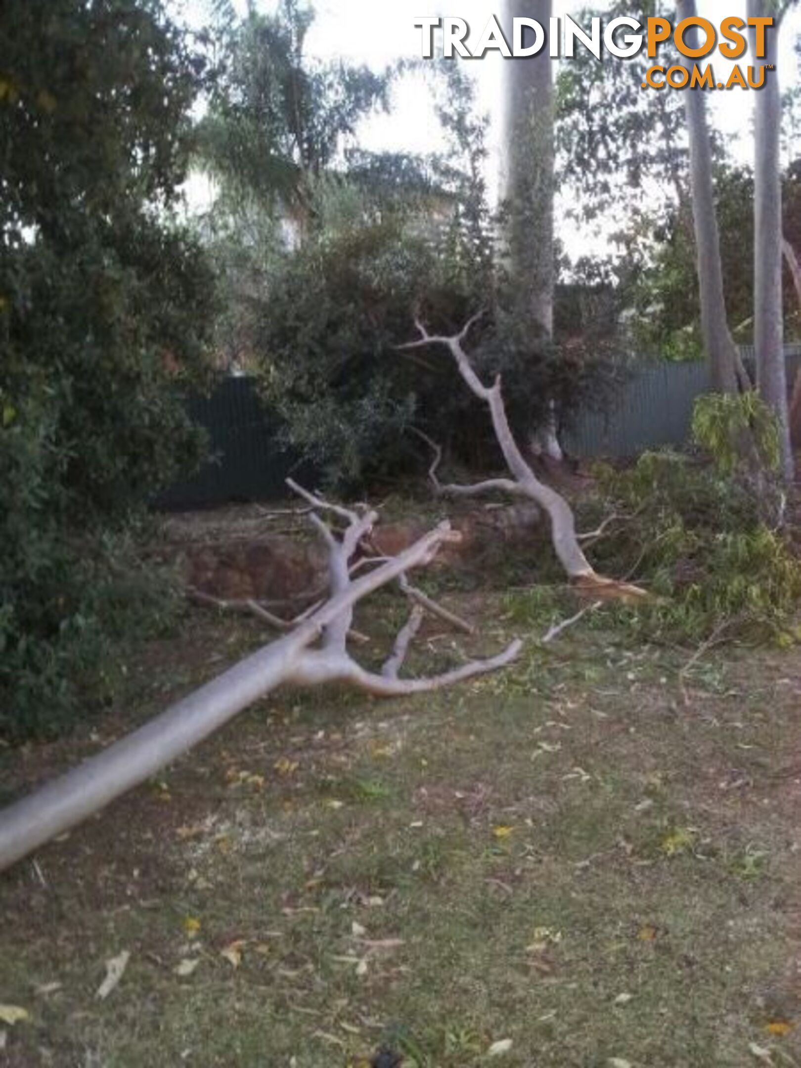 Wanted: Wanted free firewood or dead gumtrees will cut down