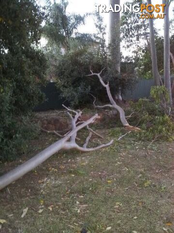 Wanted: Wanted free firewood or dead gumtrees will cut down