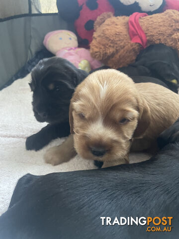 English cocker spaniel puppies - purebred - female black and tan