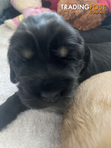 English cocker spaniel puppies - purebred - female black and tan