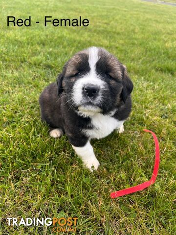 Saint Bernard cross Tibetan Mastiff