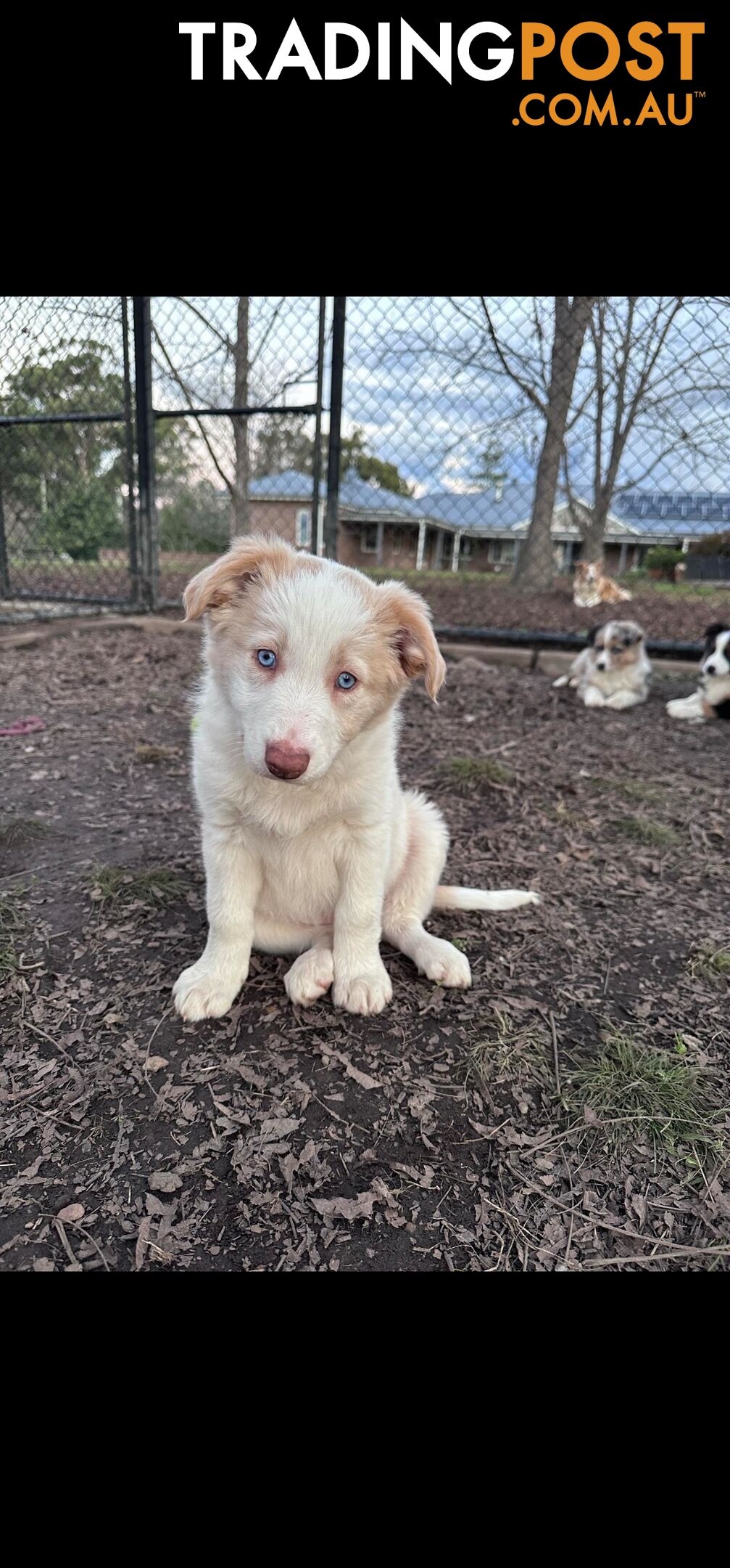 Border Collie Pups For Sale