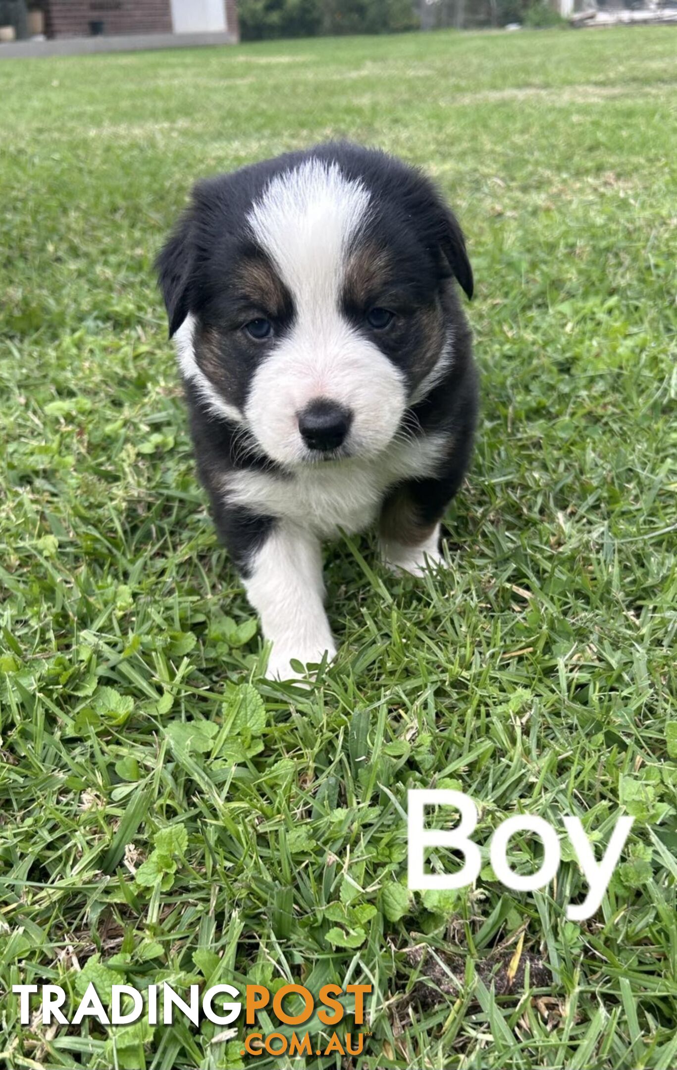 Border Collie Pups For Sale