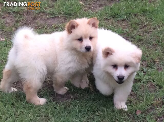 Very gorgeous Chow Chow x Japanese Spitz Puppies for Sale