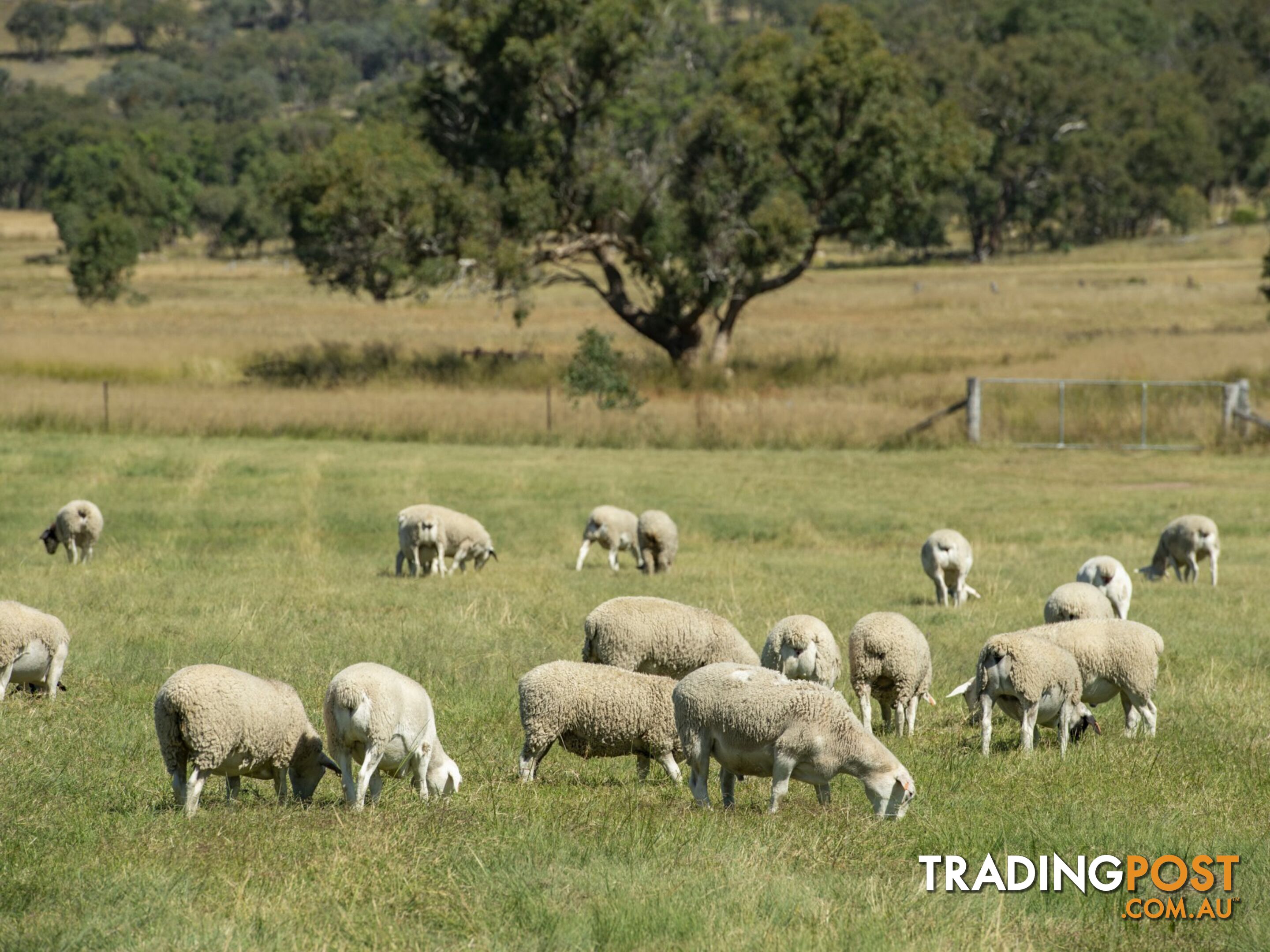 1929 Texas Road STANTHORPE QLD 4380