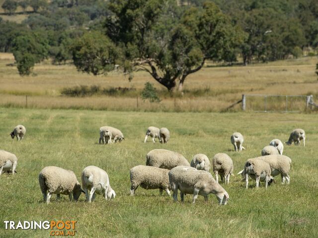 1929 Texas Road STANTHORPE QLD 4380