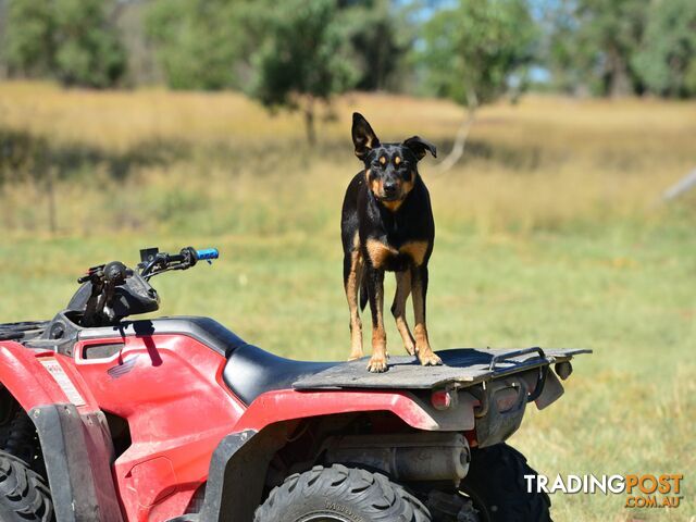 1929 Texas Road STANTHORPE QLD 4380