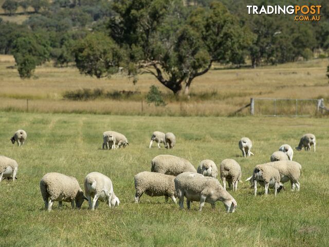 1929 Texas Road STANTHORPE QLD 4380