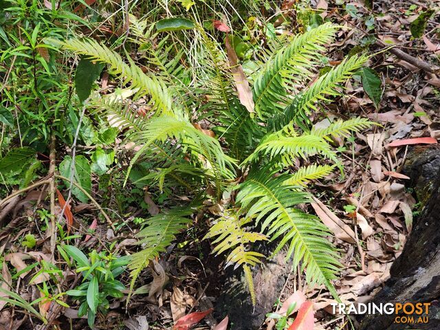 Lot 73 Gambubal Road MOUNT COLLIERY QLD 4370