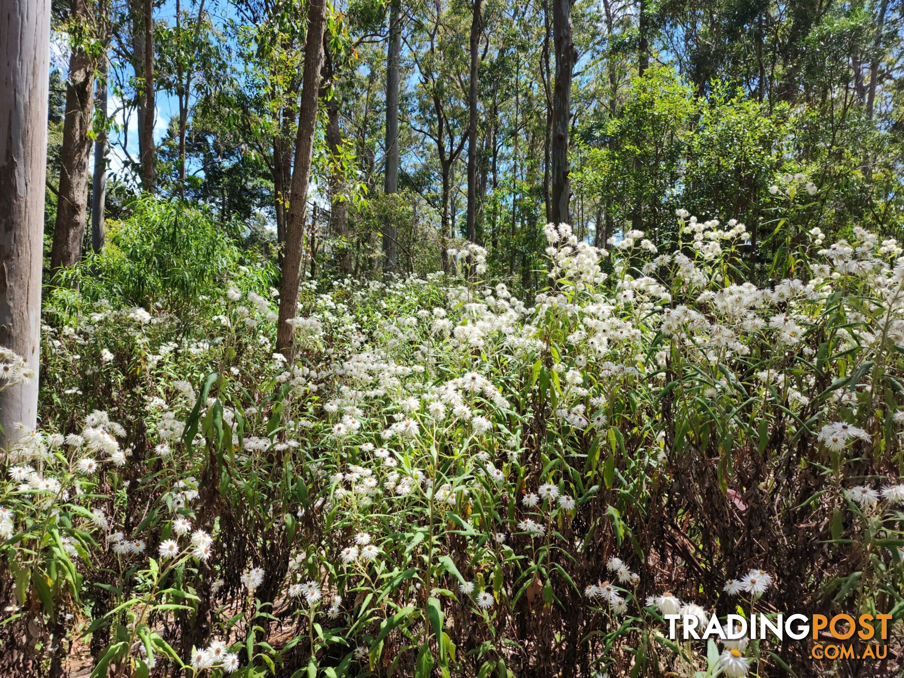 Lot 73 Gambubal Road MOUNT COLLIERY QLD 4370