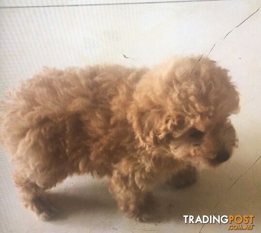 Toy poodle x Bichon frise puppy