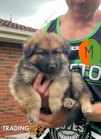 Long haired German shepherd puppies (Purebred)