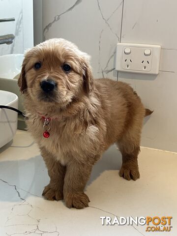 Purebred Golden Retriever puppies looking for forever home