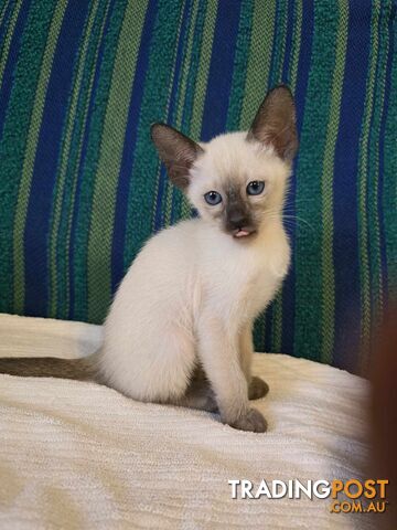 Tonkinese Kittens