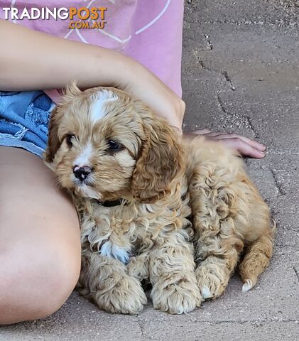 Cavoodle puppies Gen 1 country bred